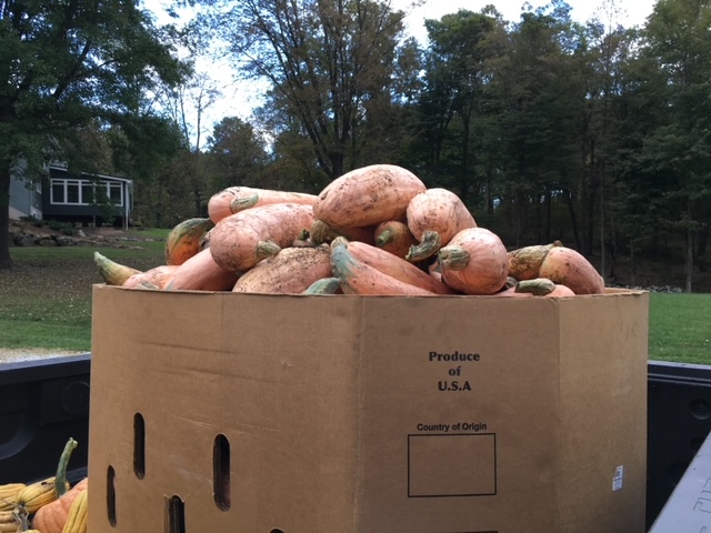 Pink banana squash