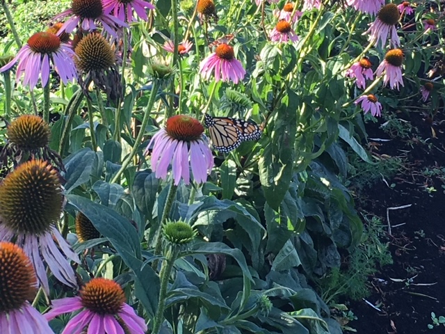 Pick your own flowers